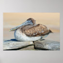 Search for fishing posters Bird