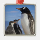 Search for two animals ornaments Ocean