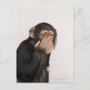 Search for monkey face postcards Wildlife