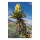 Recherche de mohave Yucca