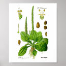 Search for herbal medicine posters Vintage