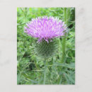 Search for spike postcards Flower