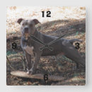 Recherche de nez horloges Animaux