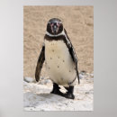 Recherche de pinguin Tiere