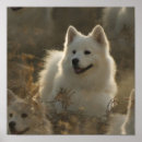 Recherche de breed posters Animal