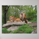Search for african lion posters Big