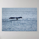 Recherche de queue baleines posters Bosse