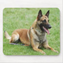 Recherche de belge tapis souris Malinois