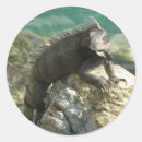 Search for green iguana stickers Animal