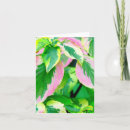Search for coleus cards Photography