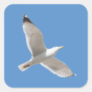 Recherche de vol libre autocollants Oiseau