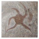 Search for fossil tiles Brown