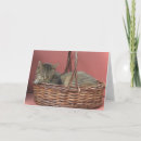 Search for cat basket cards Kitty