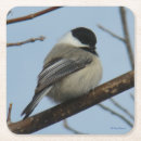 Search for black capped chickadee barware Wildlife
