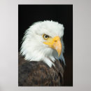 Search for eagle feathers posters Bird