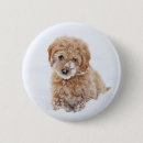 Search for goldendoodle buttons Cute