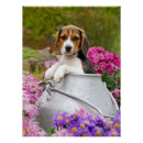 Recherche de beagles posters Chien
