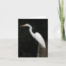 Search for egrets cards Heron