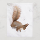 Search for squirrell postcards Pet