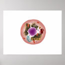 Recherche de cellule animale posters Nucléole