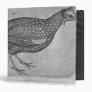 Search for beak binders Pisanello