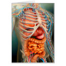 Search for human body organs Healthcare