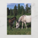 Search for mare postcards Horse