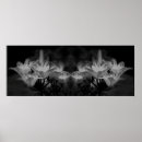 Search for white lily posters Botanical