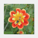 Search for bumble bees magnets Garden