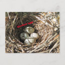 Search for cardinal postcards Birds