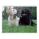 Search for labrador retriever calendars Chocolate
