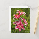 Recherche de lilium cartes postales Flore