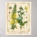 Search for herb illustration posters Vintage