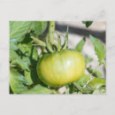 Recherche de tomates cartes postales Été