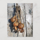 Recherche de onion cartes postales Nourriture
