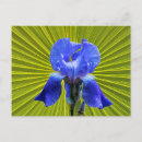 Search for iris postcards Flower