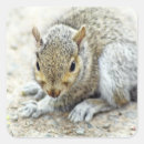 Recherche de squirrel autocollants Animal