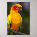 Search for sun conure Avian