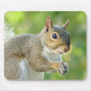 Search for squirrel mousepads Nature