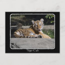 Search for baby tiger cub postcards Cat