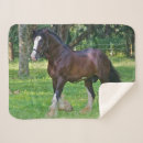 Search for clydesdale horse Ranch