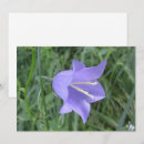 Search for bellflower cards Campanula