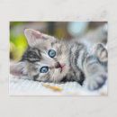 Recherche de chaton mignon cartes postales Chat tabby