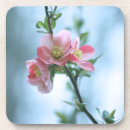 Search for apple coasters Branch