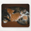 Recherche de chat doux tapis souris Minou