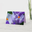 Search for purple crocus cards Blossom