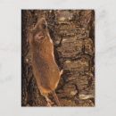 Search for tree mouse postcards Rodent
