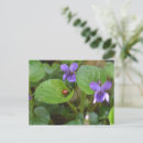 Search for beetle horizontal postcards Insect