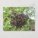 Recherche de airelle cartes postales Baies