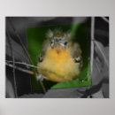 Recherche de jeune animal posters Noir et blanc